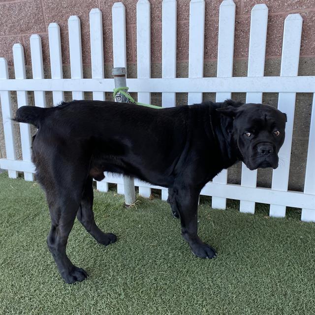 Max