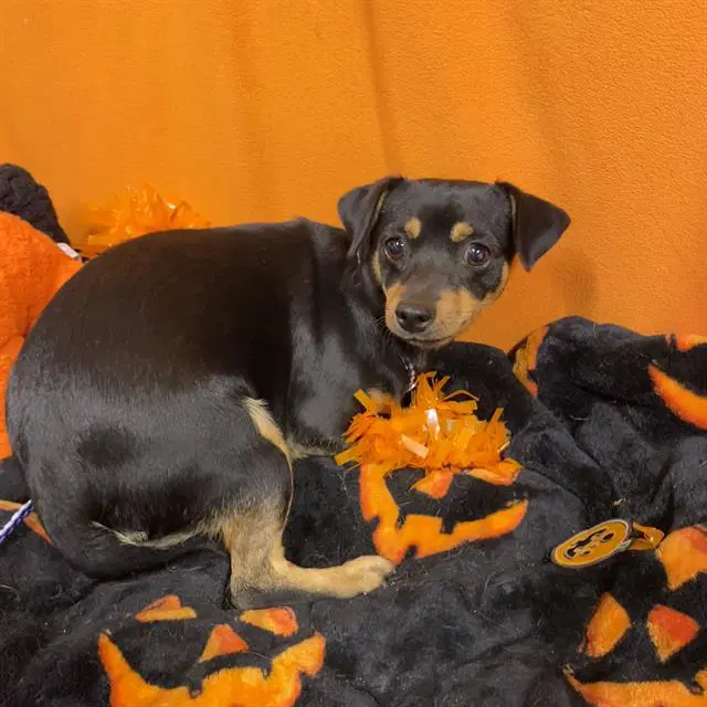 Max - Dachshund
