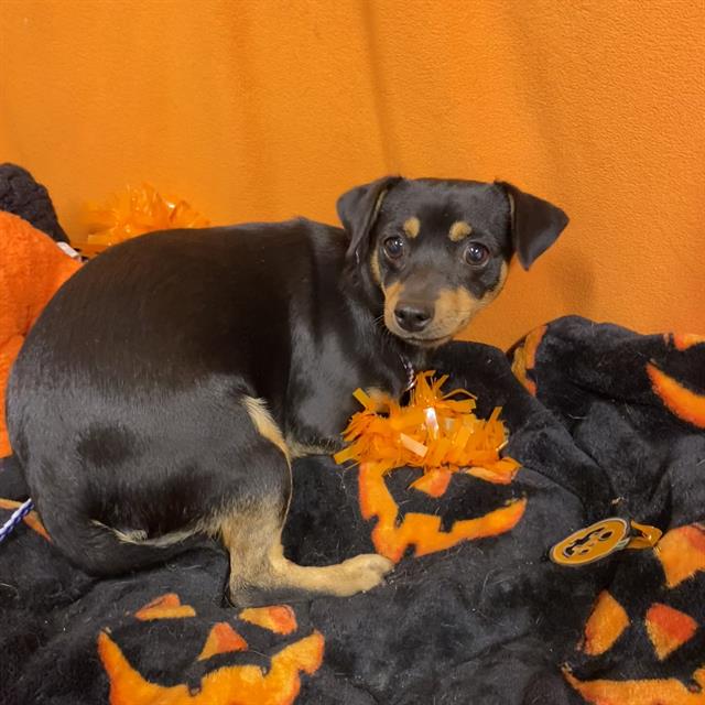 Max