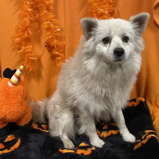Max - American Eskimo Dog