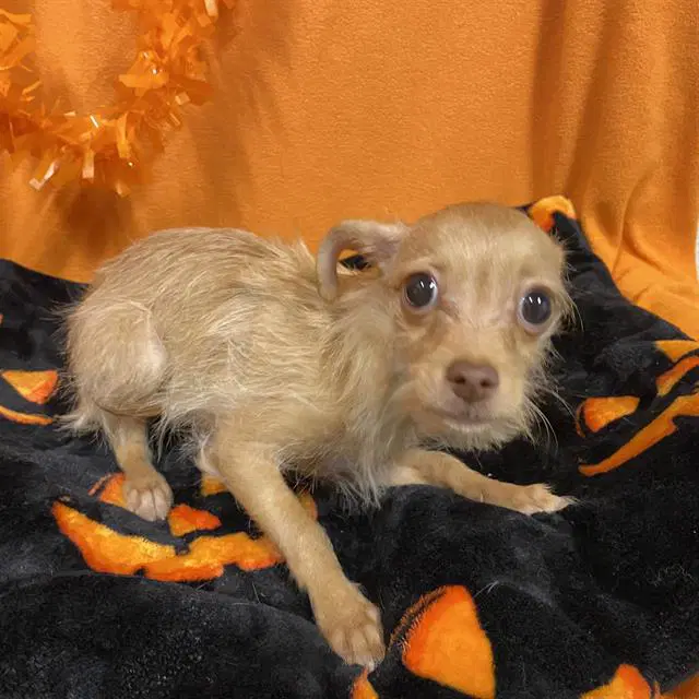 Max - Chihuahua