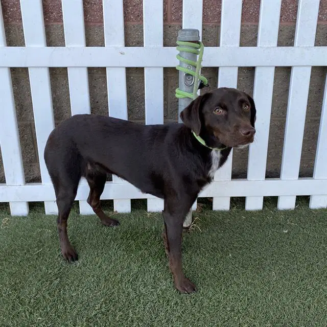 Max - Labrador Retriever