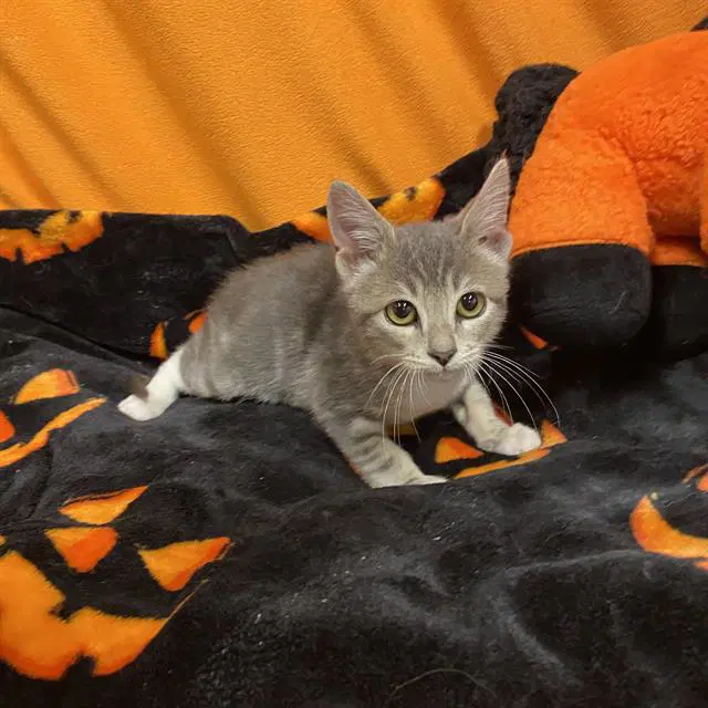 Oliver - Domestic Short Hair