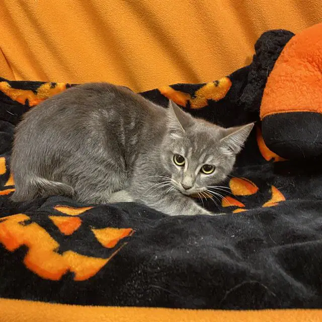 Felix - Domestic Short Hair
