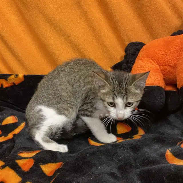 Simba - Domestic Short Hair