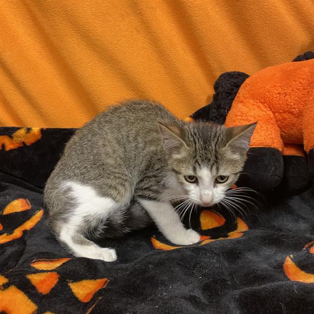 Simba