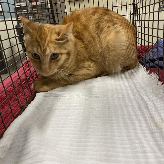 Simba