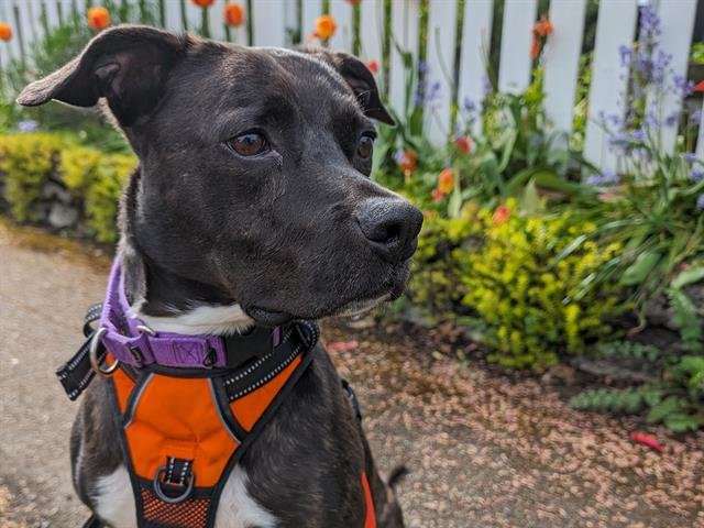adoptable Dog in Tacoma, WA named ZOLO