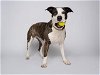 adoptable Dog in tacoma, WA named NALA