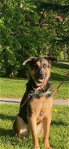 adoptable Dog in tacoma, WA named BANFF