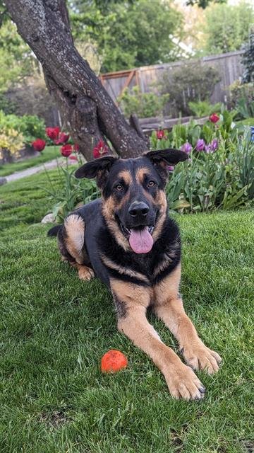 adoptable Dog in Tacoma, WA named BANFF