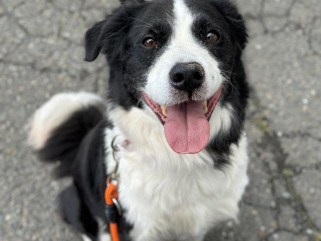 adoptable Dog in Tacoma, WA named RINGO