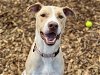 adoptable Dog in tacoma, WA named MILO