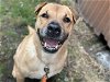 adoptable Dog in tacoma, WA named SPARTA
