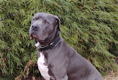 picture of the dog needing adoption