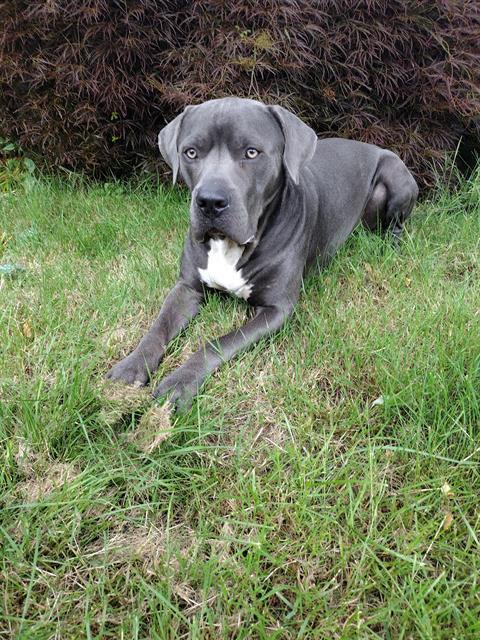 adoptable Dog in Tacoma, WA named COMMANDER