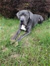 adoptable Dog in , WA named COMMANDER