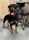 adoptable Dog in  named CENEX