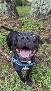 adoptable Dog in tacoma, WA named PHILBERT