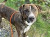 adoptable Dog in tacoma, WA named PEABODY