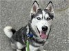 adoptable Dog in tacoma, WA named KING