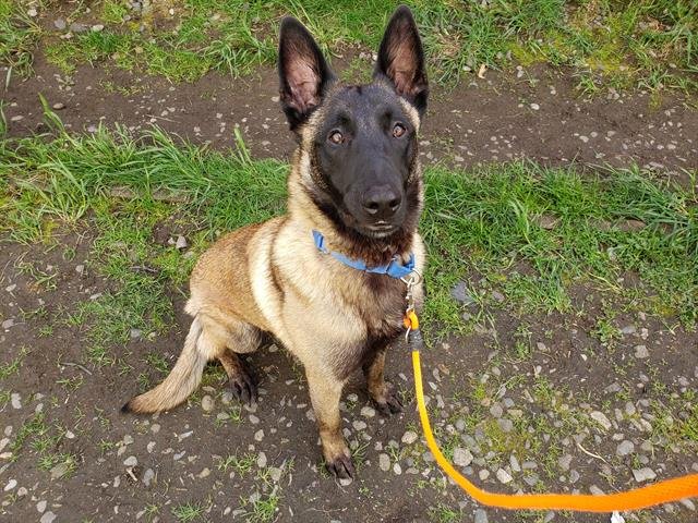 adoptable Dog in Tacoma, WA named HUMPHREY