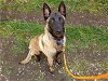adoptable Dog in tacoma, WA named HUMPHREY