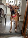 adoptable Dog in , WA named WILLOW
