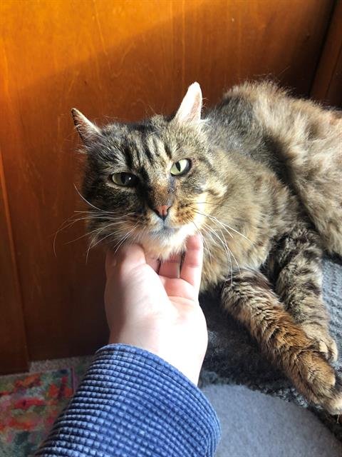 adoptable Cat in Tacoma, WA named MOON