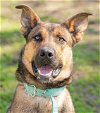 adoptable Dog in tacoma, WA named INDIO