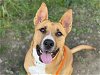 adoptable Dog in tacoma, WA named BRONX