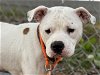 adoptable Dog in tacoma, WA named PEARL