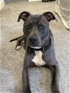 adoptable Dog in tacoma, WA named CARTER