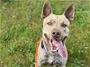 adoptable Dog in tacoma, WA named JERICHO