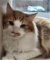 adoptable Cat in , WA named TANGO