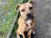 adoptable Dog in tacoma, WA named CHERRY
