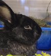 adoptable Rabbit in , WA named OREO