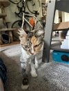 adoptable Cat in , WA named SUKIE