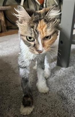adoptable Cat in Tacoma, WA named SUKIE