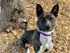 adoptable Dog in tacoma, WA named VILI