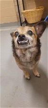 adoptable Dog in tacoma, WA named BENTLEY