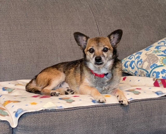 adoptable Dog in Tacoma, WA named BENTLEY