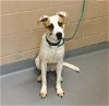 adoptable Dog in , WA named PIPER