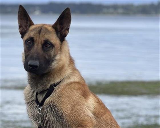 adoptable Dog in Tacoma, WA named LAREDO