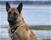 adoptable Dog in tacoma, WA named LAREDO