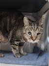 adoptable Cat in tacoma, WA named AMORY