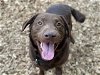 adoptable Dog in tacoma, WA named RODNEY