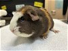 adoptable Guinea Pig in , WA named WIPPY