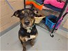 adoptable Dog in tacoma, WA named CALIBAN