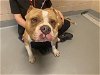 adoptable Dog in tacoma, WA named BLUE